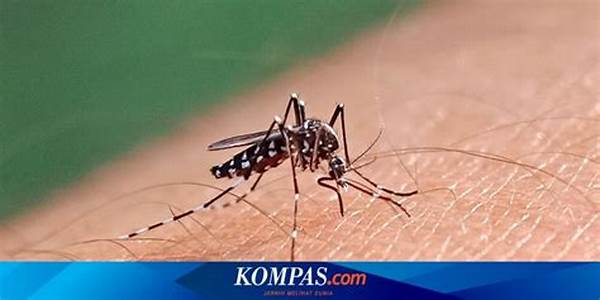 Kesehatan! Kasus Dbd Di Serang Meningkat Tiga Kali Lipat, Puskemas Curug Kewalahan!