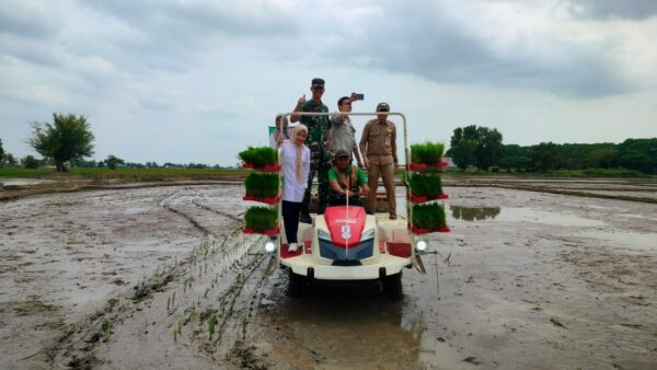 Bupati Serang Ratu Zakiyah Lakukan Percepatan Tanam Padi Gunakan Transplanter di Kramatwatu